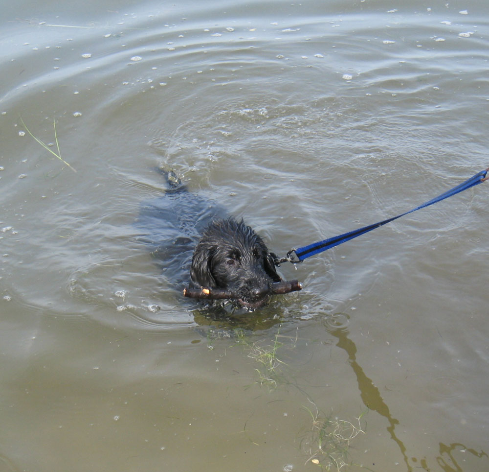 water retrieves at 9 weeks