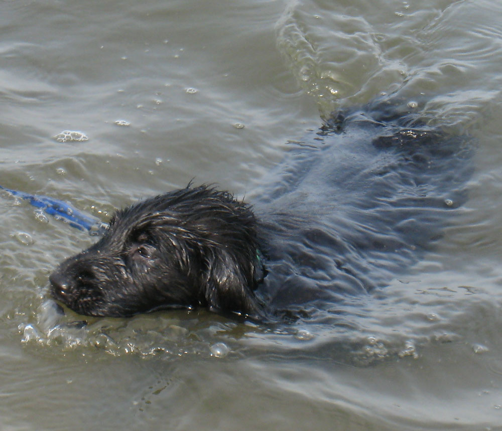 A natural swimmer