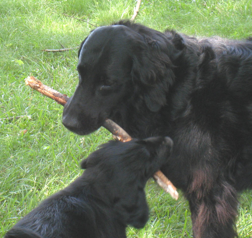 Blazin girls share a stick