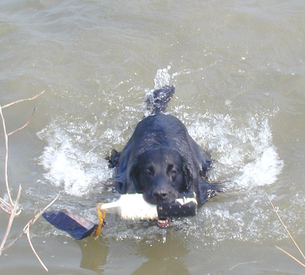 Swimmies!