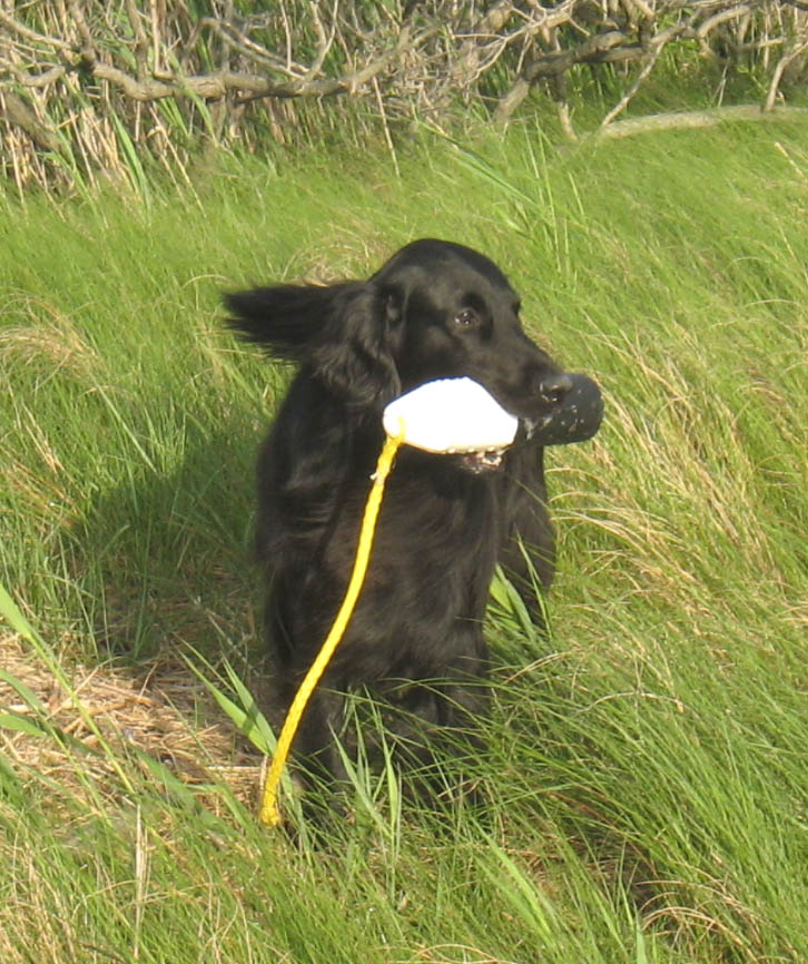 Selkie at 8 years old