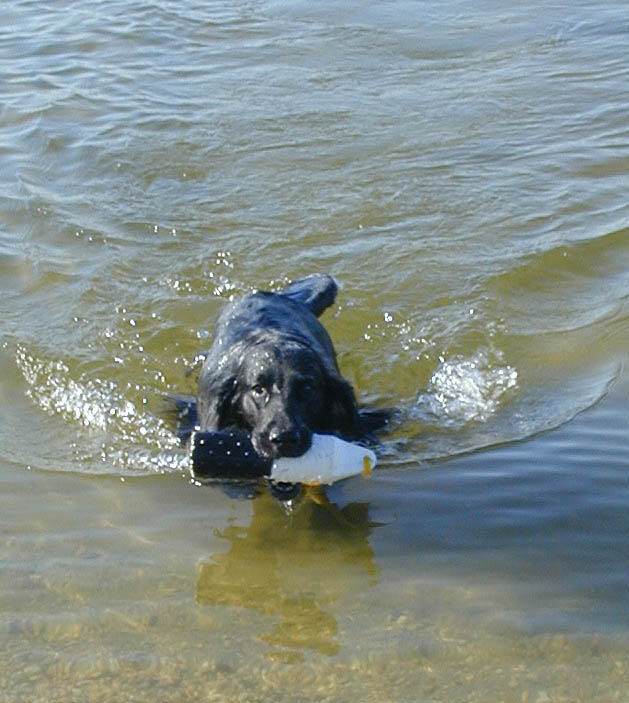 Swimmies!