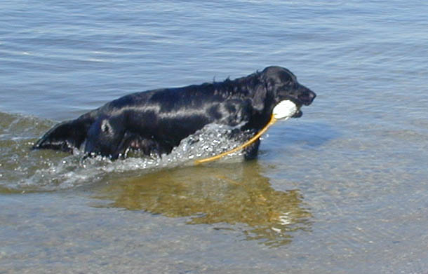 Swimmies!